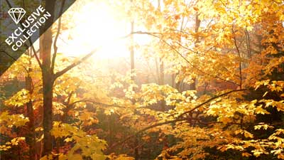 Drone Aerials | Misty Autumn Forest