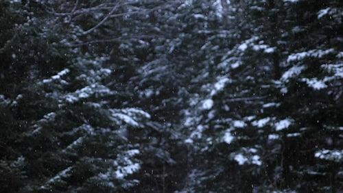 Slow motion winter snow. Trees in background. Ontario, Canada. HD.