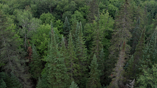 Drone aerial. Moody dark forest. Tilt up & descent. 4K