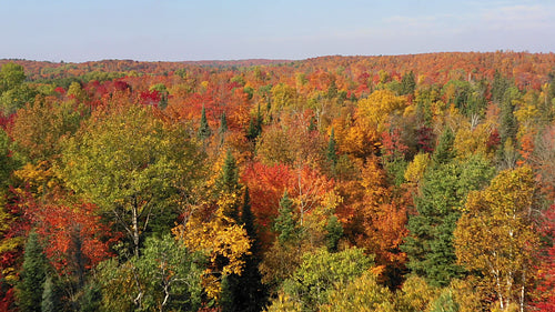 Low reverse drone flight over beautiful fall trees. Autumn in Ontario, Canada. 4K.