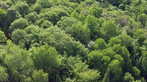 Drone aerial over sunlit summer forest. Close. Beautiful hues. Rural Ontario, Canada. 4K video.