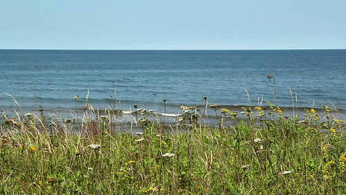 Seaside grass and flowers. Prince Edward Island, Canada. HD.