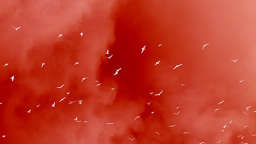 Seagulls flying in slow motion against stormy clouds. Inverted colour, tinted red. HD.