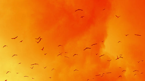 Seagulls flying in slow motion against stormy clouds. Orange tint. HD.