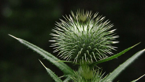 Thistle with spikes and dark background. HDV footage. HD.