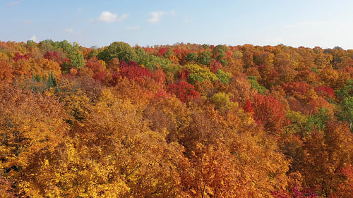 Low drone flight over colourful fall trees. Autumn in Ontario, Canada. 4K.