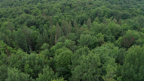 Slow drone aerial over moody, dark summer forest. Rural Ontario, Canada. 4K video.