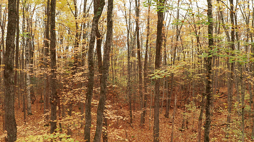 Slow drone flight into beautiful autumn forest. Ontario, Canada. 4K.