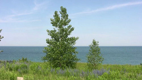 Large and small tree. Good visual metaphor for parent and child. HDV footage. HD.