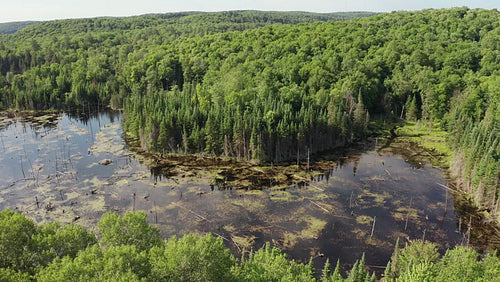 Drone aerial over Ontario summer wetlands landscape. Circling drone aerial. 4K.