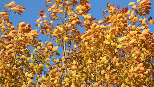 Golden yellow and orange poplar tree leaves blowing in the wind. Ontario. 4K.