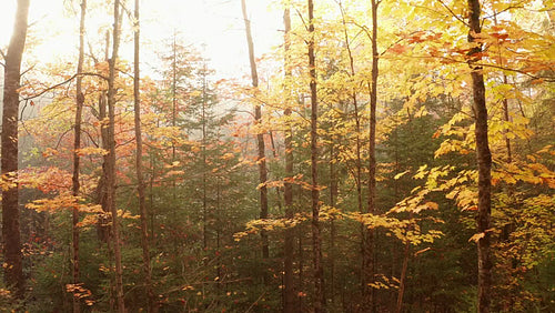 Slow drone flight in autumn forest. Morning mist. 4K.