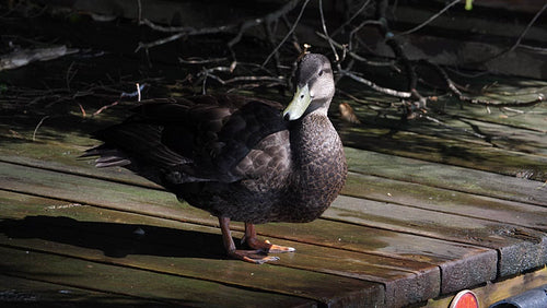 Female mallard duck standing itches a spot underneath her wing. 4K.