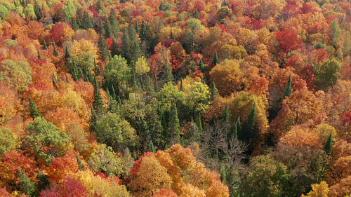 Flying towards conifers with vibrant fall colours.  Ontario, Canada. 4K.