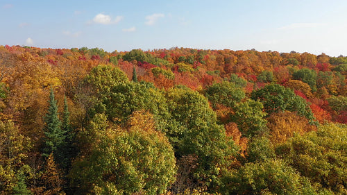 Low drone aerial over beautiful fall trees. Autumn in Ontario, Canada. 4K.