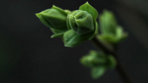 Spooky Spring Bud. HD.