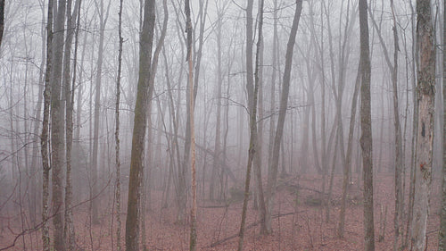 Slow drone flight. Push into mysterious, misty forest. Late fall. 4K.