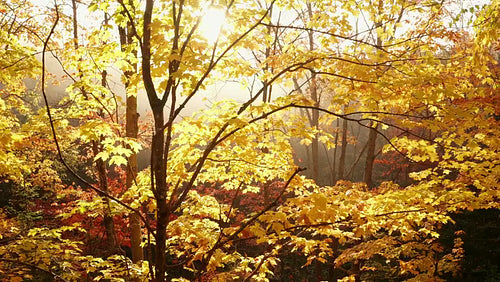 Rotating drone shot around golden maple tree. Morning sun. 4K.