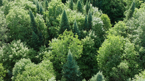 Drone aerial over beautiful sunlit forest. Conifers and deciduous trees. Ontario, Canada. 4K video.