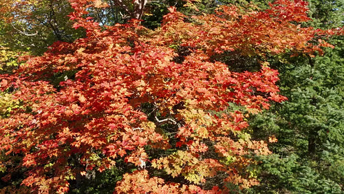 Drone circling maple tree. Detail of orange and yellow leaves. Autumn in Ontario, Canada. 4K.