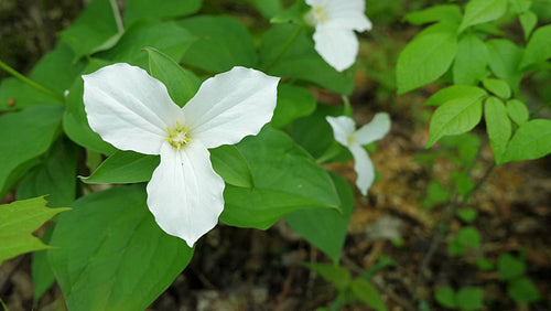 White trillium flower. The official flower of the province of Ontario, Canada. 4K.