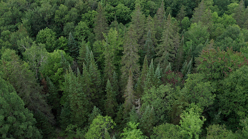 Drone aerial. Slow rotation above moody, dark forest. 4K.