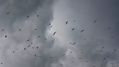 Seagulls flying in slow motion against stormy clouds. HD.