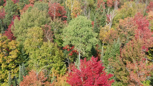 Drone circling tree with green, fluttering leaves in Autumn forest in Ontario, Canada. 4K.