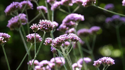 Flowering purple Verbena or Vervain plant. Shallow depth of field. 4K.