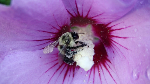 Pollen covered bee collects pollen from purple hibiscus flower. HDV footage. HD.