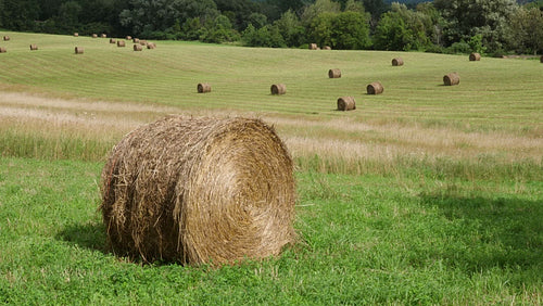 Round hay bale in field. Bales in field in the distance. Ontario, Canada. 4K.