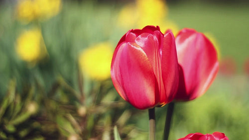 Red spring tulips. Closeup shot showing satiny red petals. HD video.