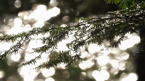 Branch of coniferous tree with sparkling defocused lake in background. 4K.