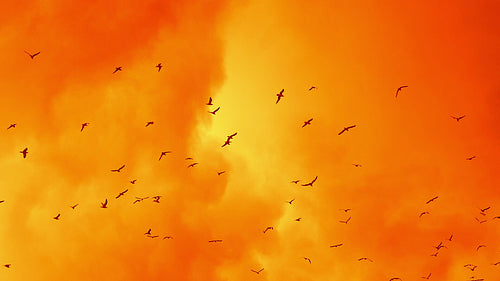 Seagulls flying in slow motion against stormy clouds. Orange tint. HD.