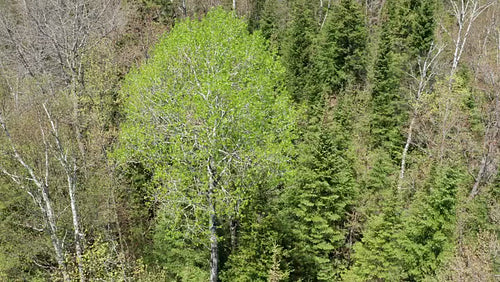 Drone aerial. Rotating around fresh green spring tree with landscape. High angle. 4K.