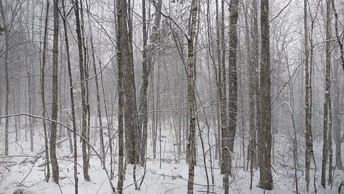 Heavy snow falling in the forest. Winter in rural Ontario, Canada. HD.