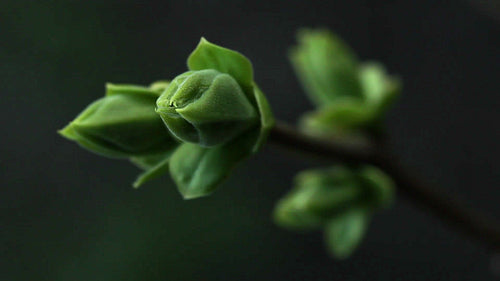 Spooky Spring Bud. HD.