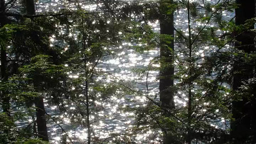 Sparkling lake reflections viewed through coniferous forest branches. 4K.