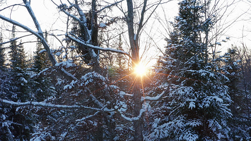 Winter forest sunset. Drone rising through treetops. Aerial shot. 4K.