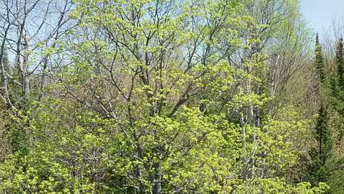 Drone aerial. Rotating around fresh green maple tree. Spring in Ontario. 4K.