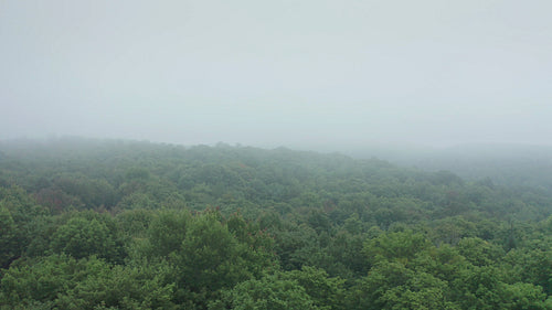 Slow drone flight over misty summer forest. Mysterious vibe. 4K.