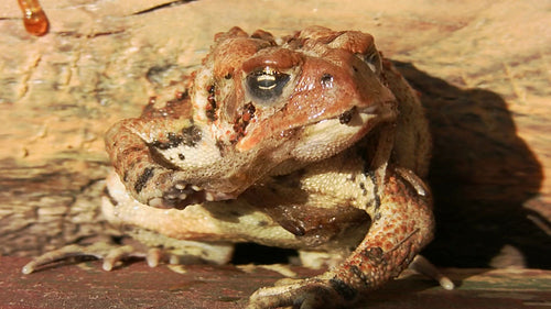 Toad shedding and eating its own skin. Real time shot. HD.