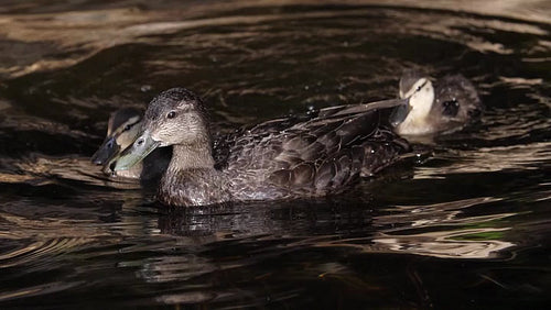 Slow motion closeup of female mallard duck and her young ducklings. HD.