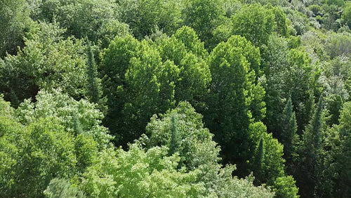 Drone aerial over beautiful green sunlit summer trees. Rural Ontario, Canada. 4K video.