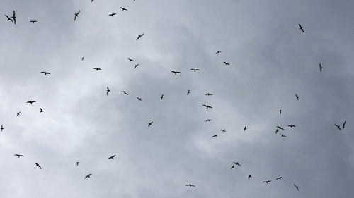 Seagulls flying overhead against grey sky. 4K.