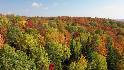 Low, mellow drone flight over beautiful fall trees. Autumn in Ontario, Canada. 4K.