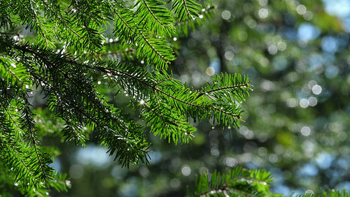 Coniferous evergreen branch after the rain. Sparkling drops lit by sun. 4K.