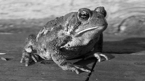 American toad sitting on sunlit deck. Muskoka, Ontario, Canada. Black and white. HD.