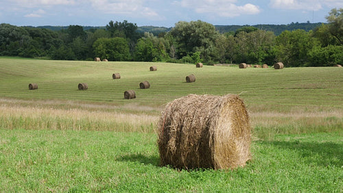 Round hay bale in field. Bales in field in the distance. Ontario, Canada. 4K.