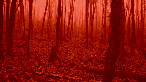 Horror forest. Slow drone flight into misty blood tinted forest.  4K.